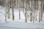 USA, Colorado, Routt County. Steamboat Springs, Bare aspen trees in winter Art Print